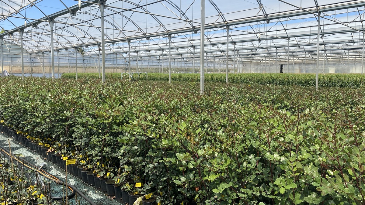 1. Planta Algarrobo en vivero